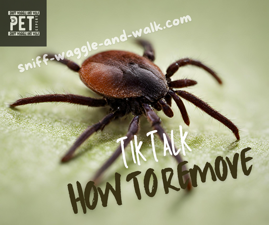 TIK TALK How to remove a tick? Guide for Tackling Those Pesky Pests!
