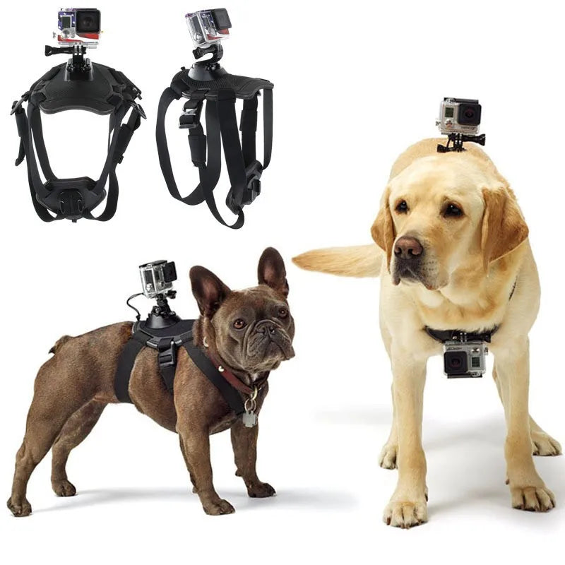 Two dogs wearing GoPro harnesses on a white background