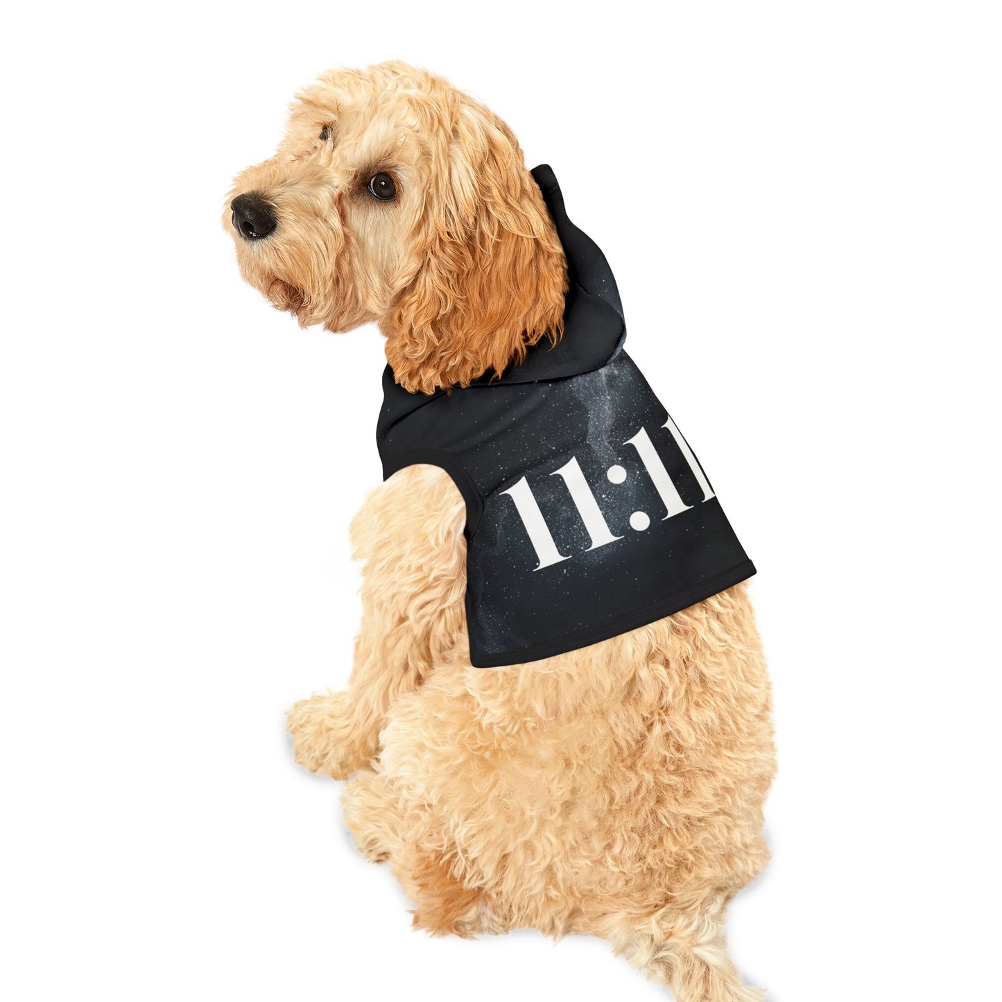 Dog wearing 11:11 hoodie on evening walk
