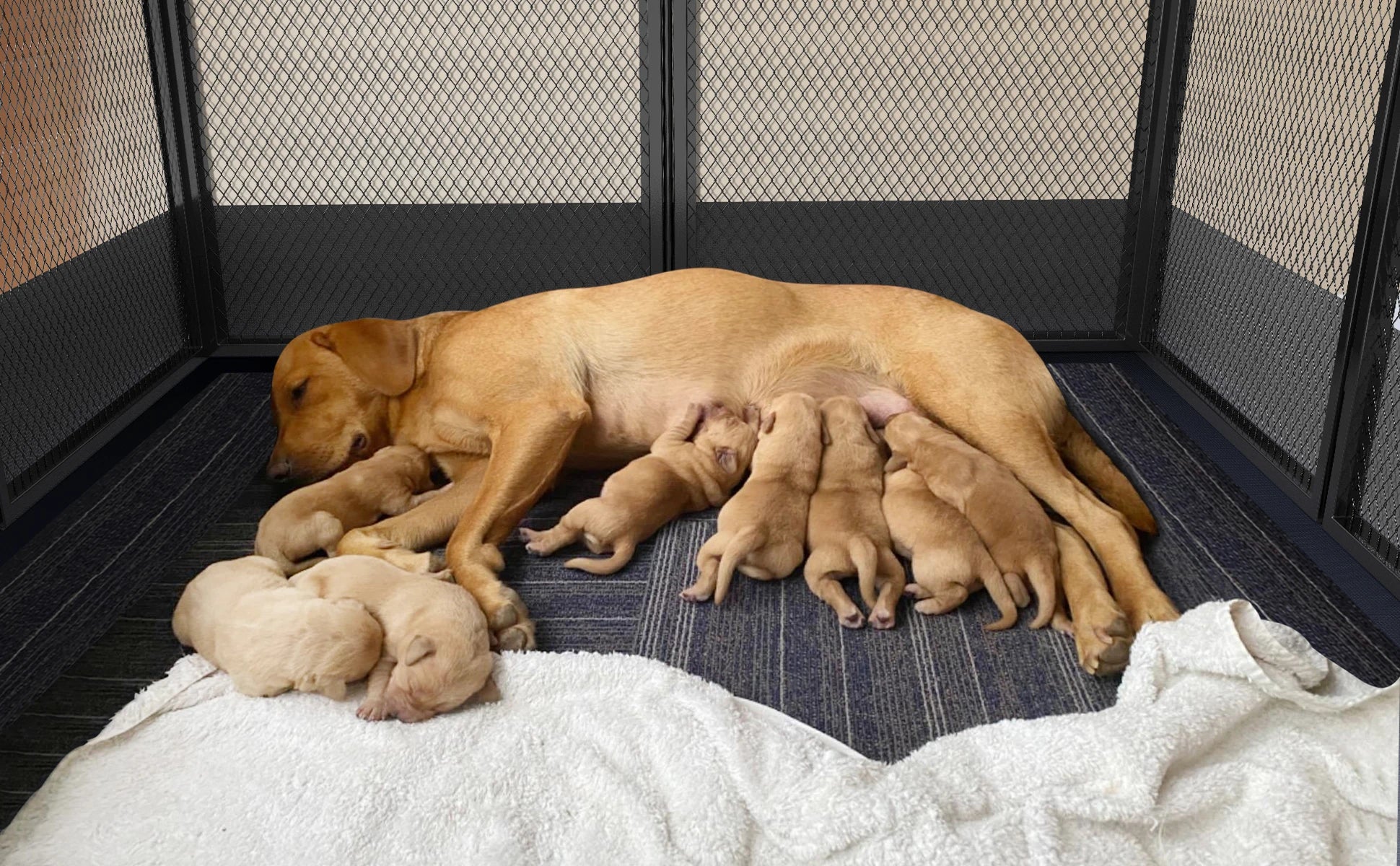 Dog whelping pen for safe indoor or outdoor use luxury