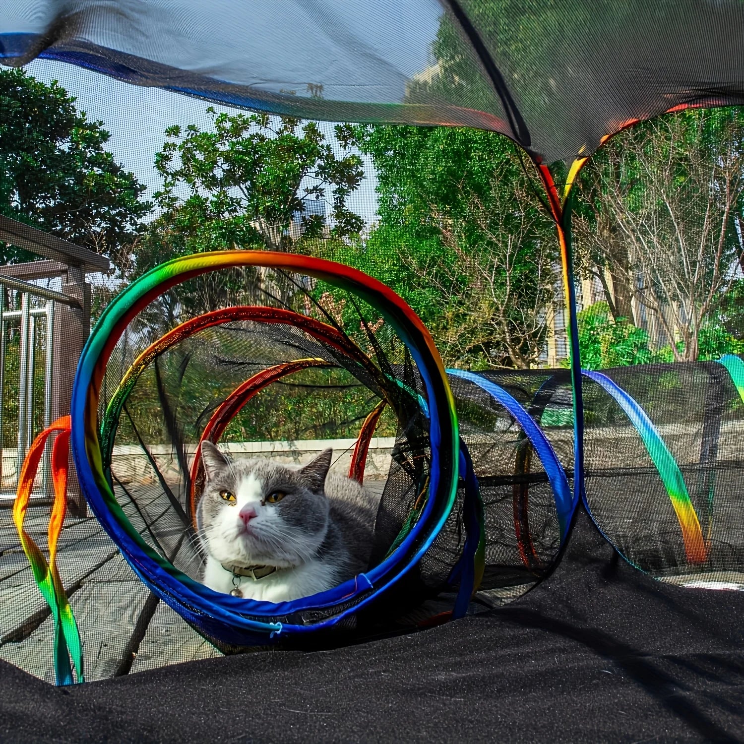 Cat playing with a colorful hoop toy outdoors