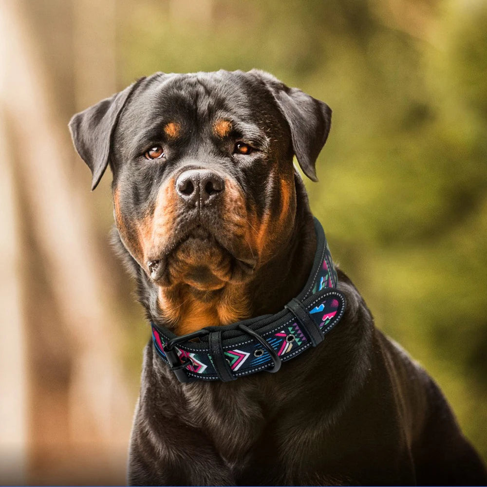 Dog wearing a colorful collar with a blurred natural background