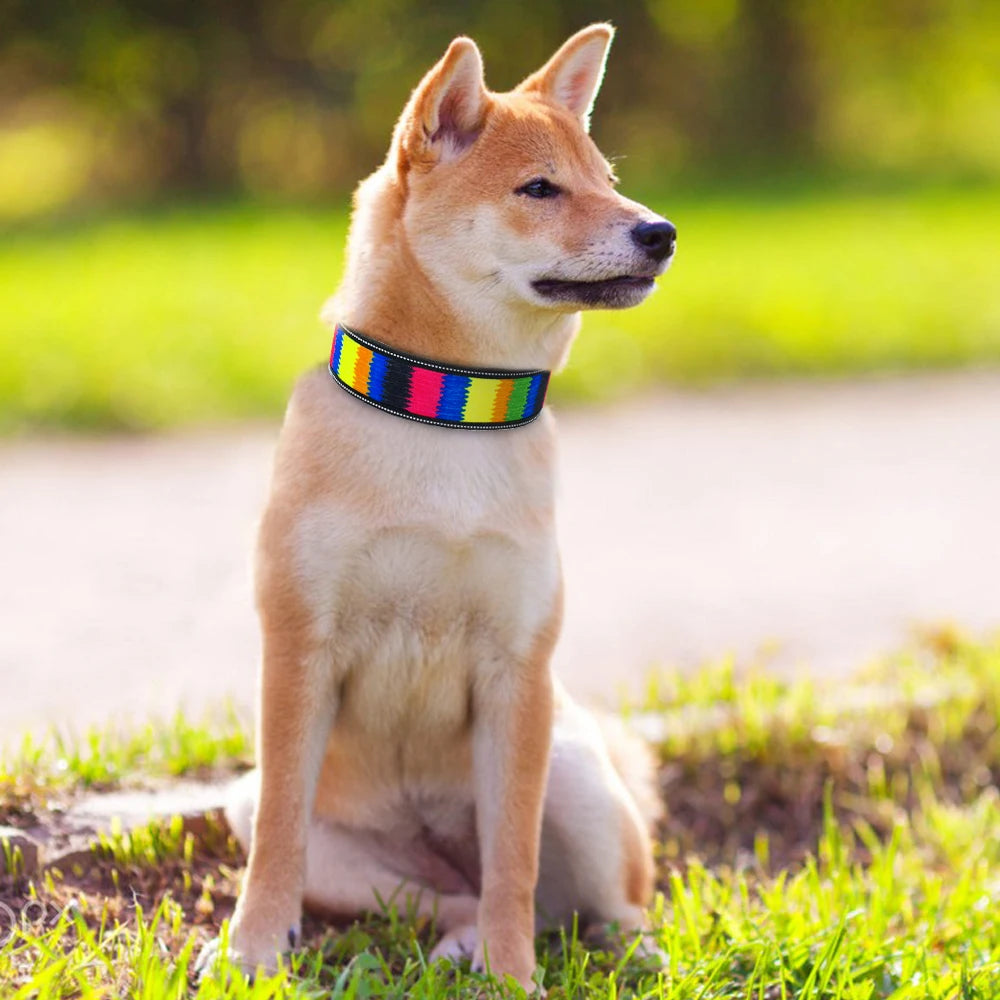 Dog wearing a colorful collar sitting on grass with a blurred natural background