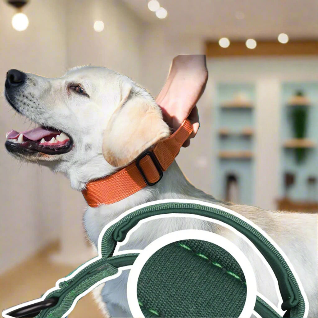 Reinforced High Endurance Dog Collar. 🐾 Sniffwaggleandwalk™ - Sniff Waggle And Walk