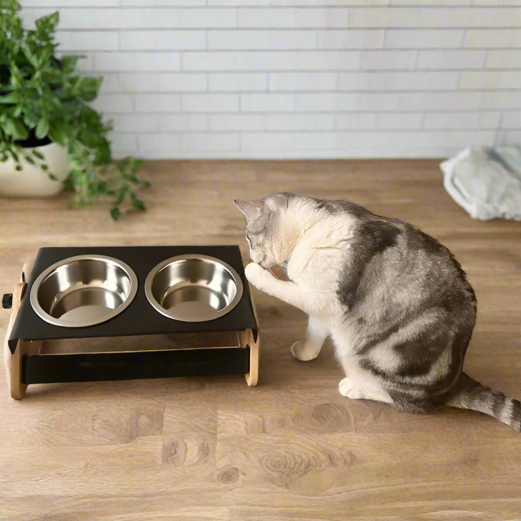 Ergonomic stainless steel food and water bowls for small dogs