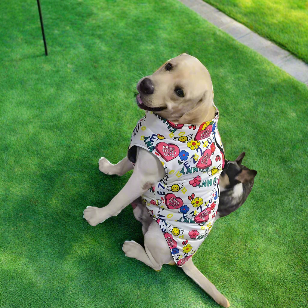 best colourful dog coat waterproof