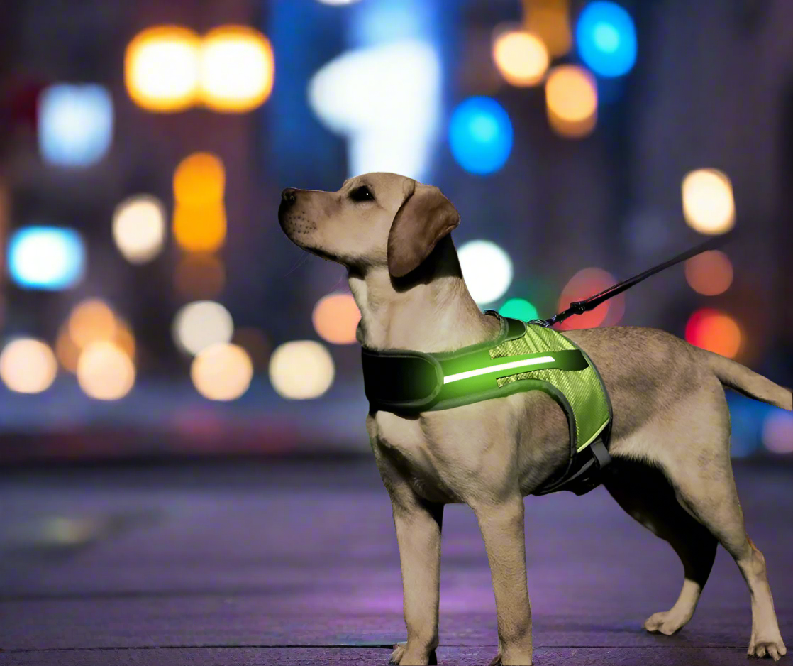 best led dog harness