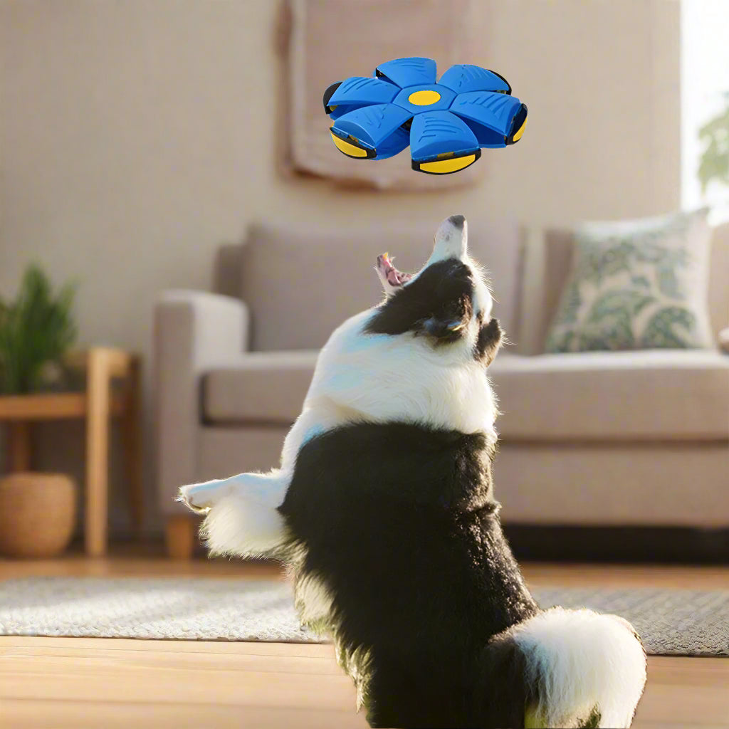 dog playing with interactive toy transform ball frisbee