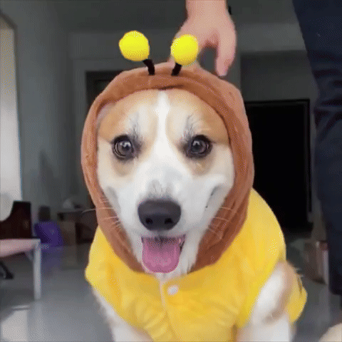 SniffWaggleNWalk™ Bumble Bee Warm Dog/ Cat Clothing! 🐾 - Sniff Waggle And Walk