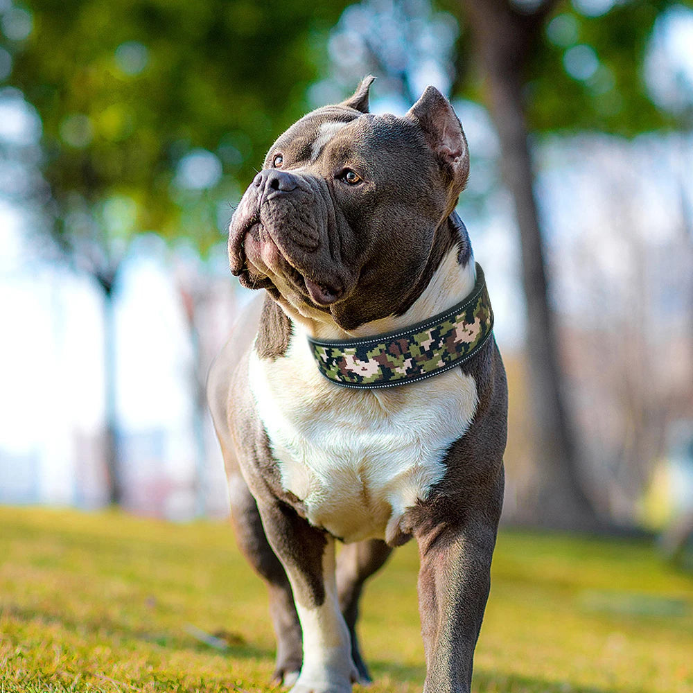 Dog wearing a floral collar in a park setting