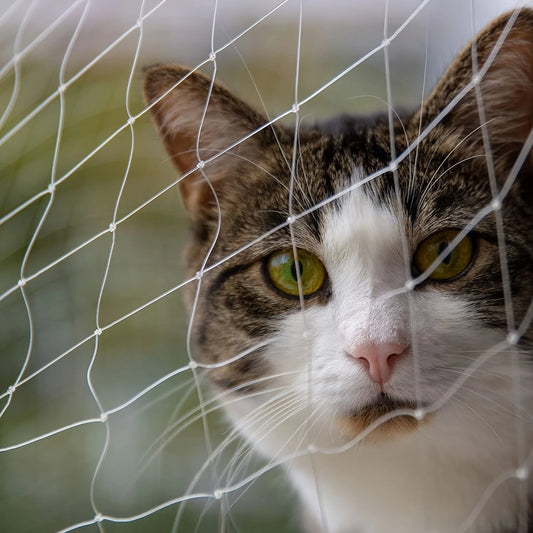 Cat looking through a clear cat safety net with 2.5cm mesh