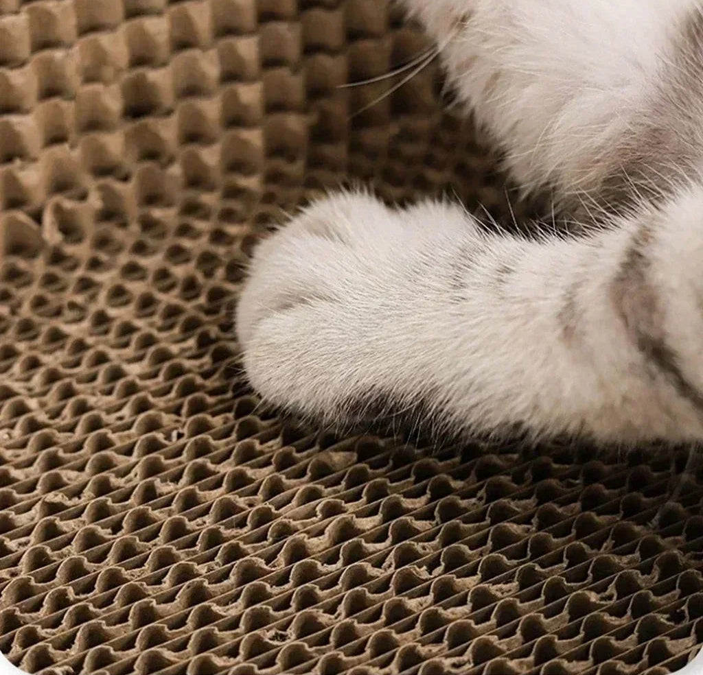 stop cats scratching