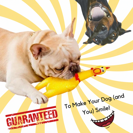 ChuckleChick squeaky rubber chicken French Bulldog and Doberman playing