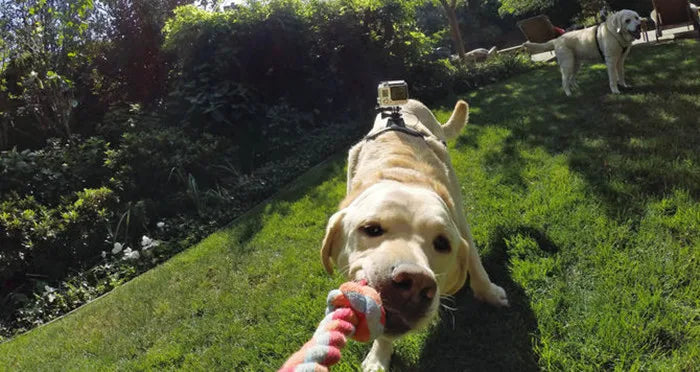 Dog running with a toy in a grassy area with gopro harness