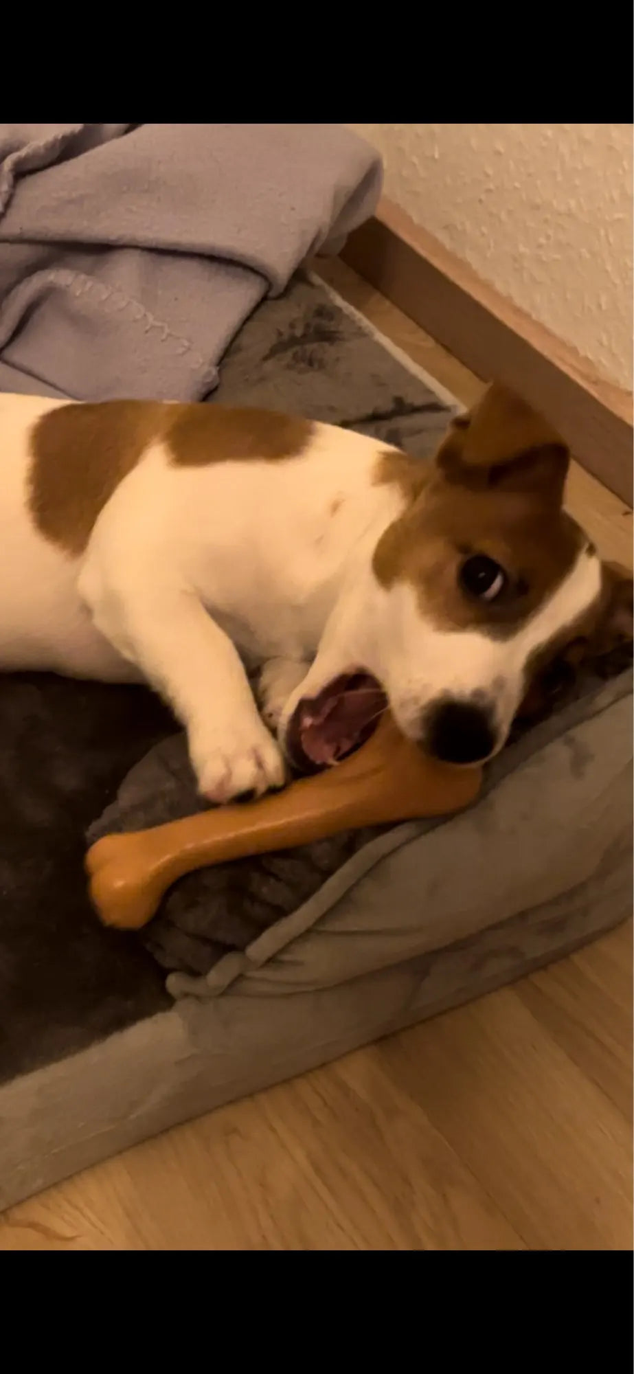 dog chewing an indestructable bone