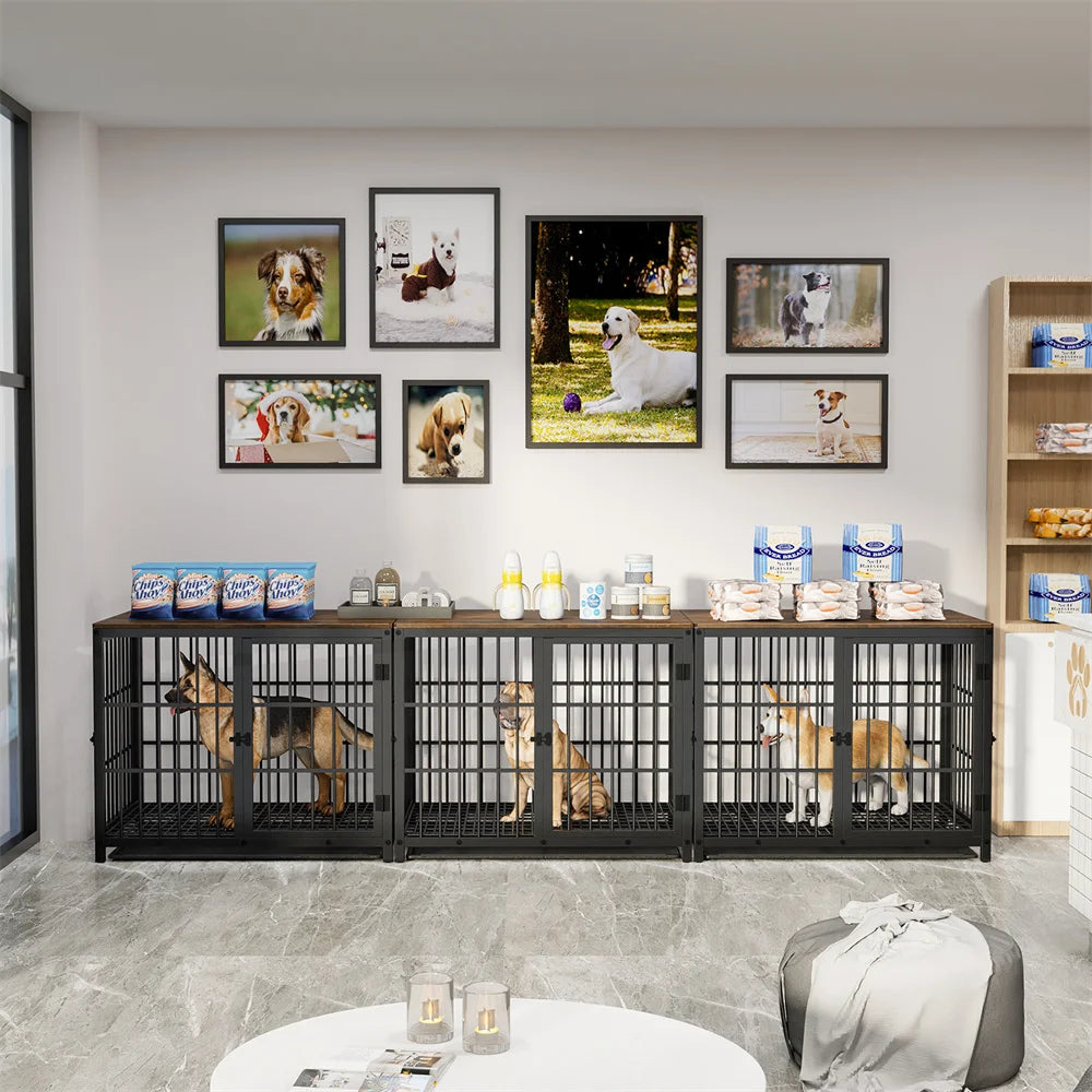 Dog kennels in a room with framed photos of dogs and pet products on shelves.