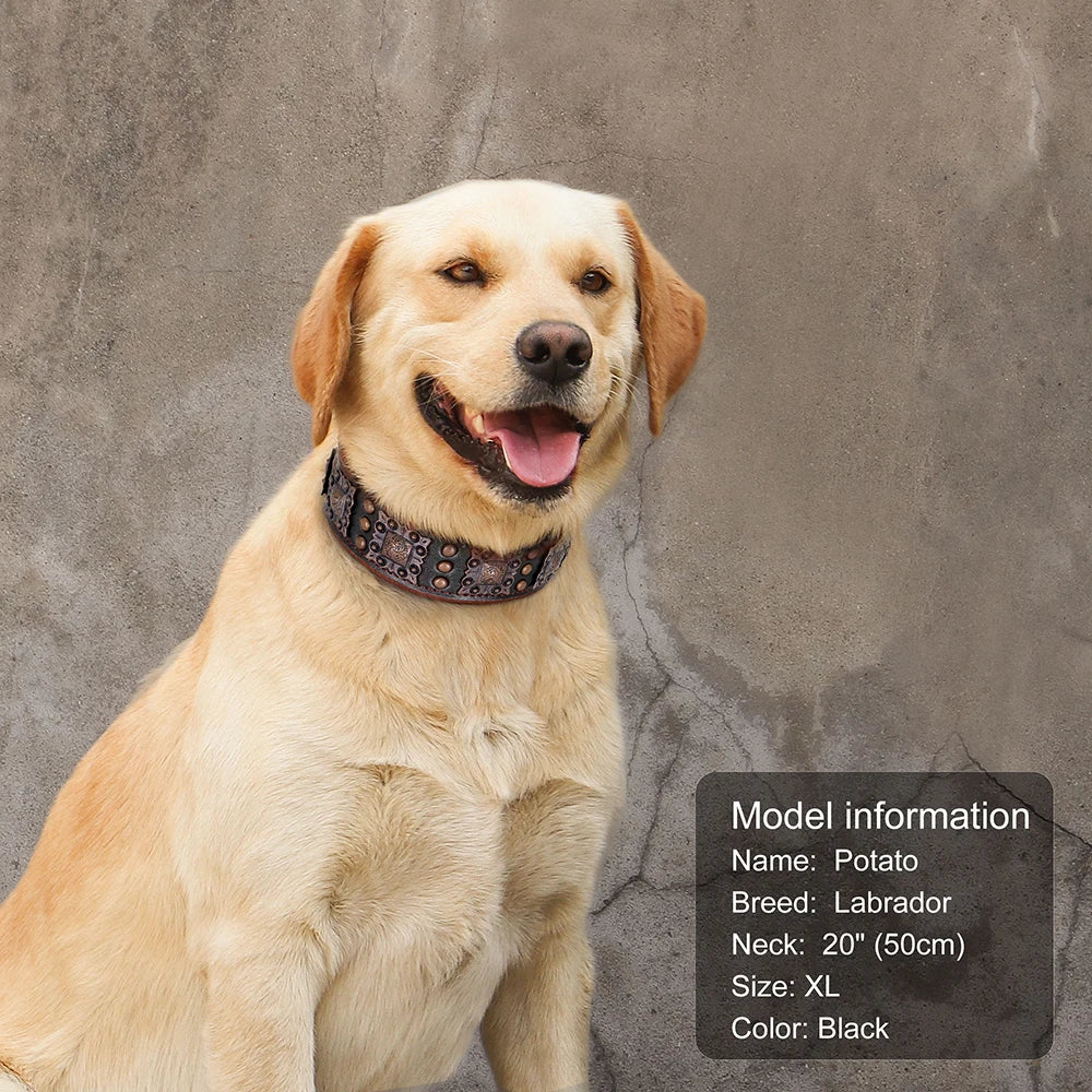 Dog wearing a black collar with model information displayed on a gray background