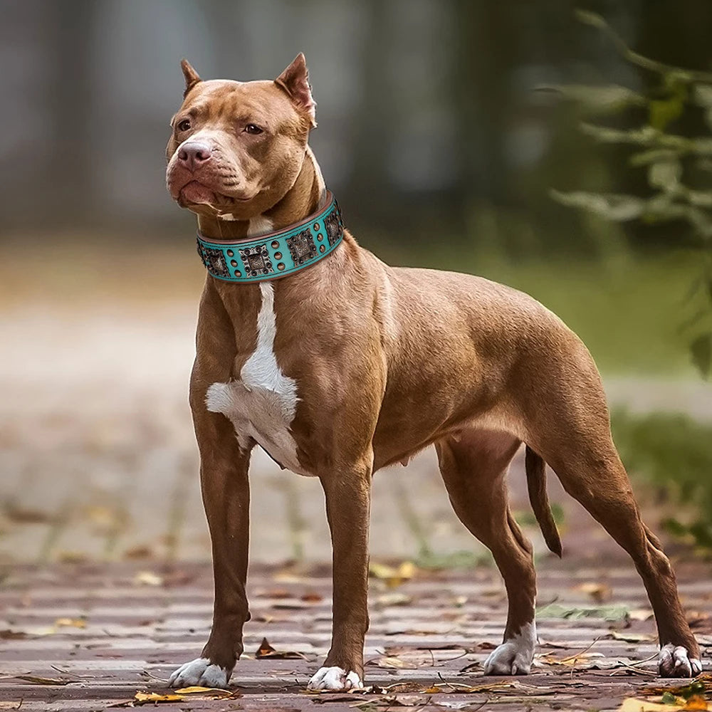 Brown dog wearing a blue collar standing on a wooden path with a blurred natural background