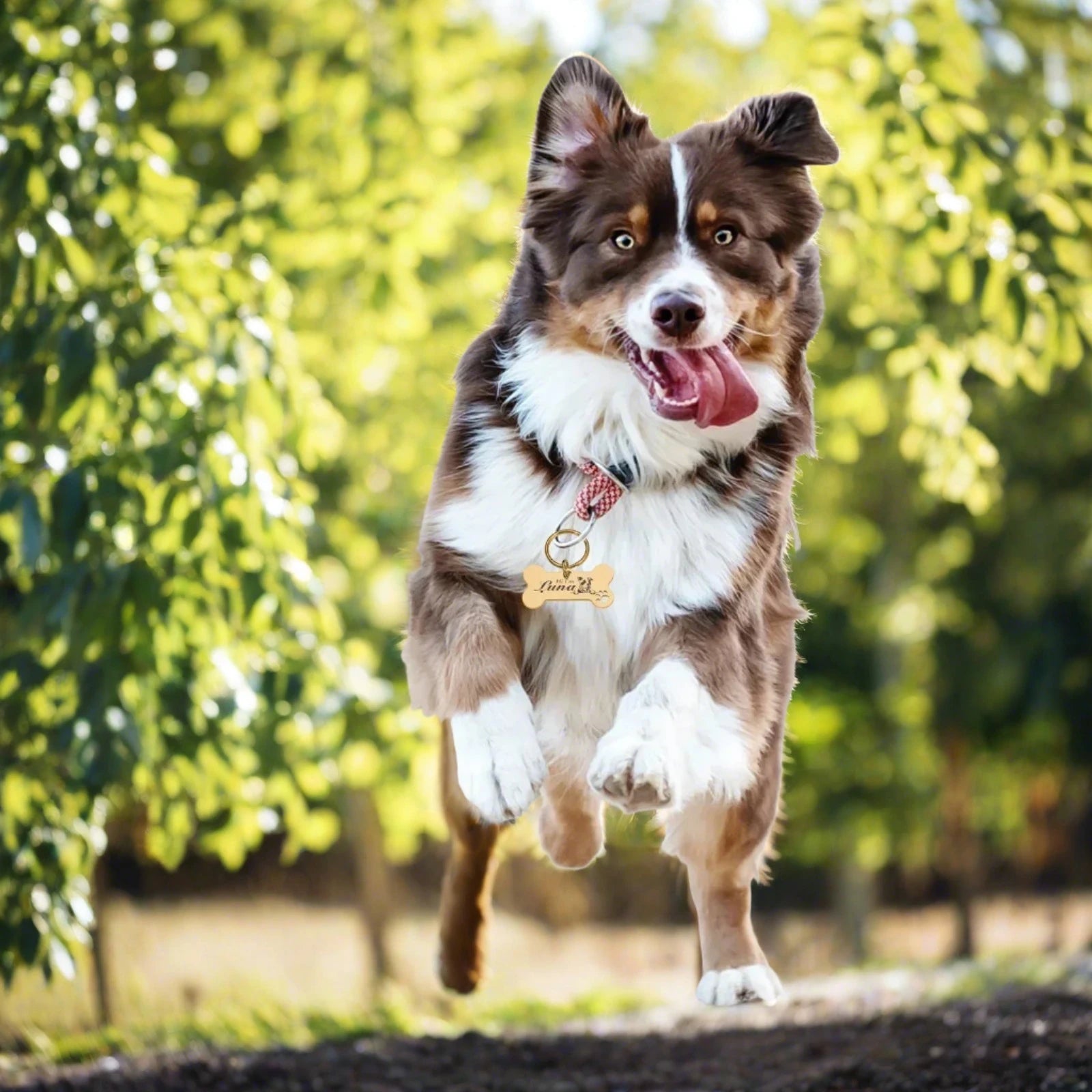 Customized pet Collar Tag Color Bone Pendant. - Sniff Waggle And Walk