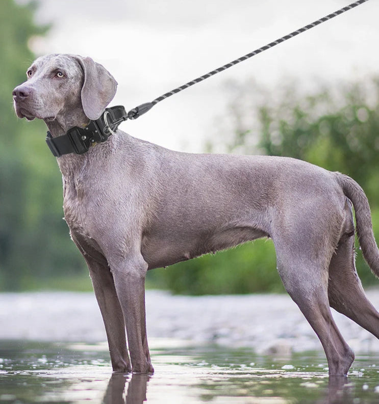 highquality dog collor