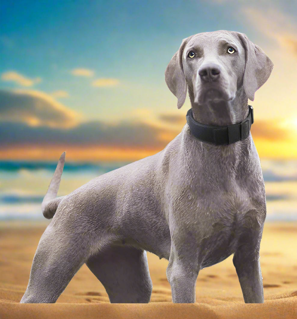 high quality dog collor