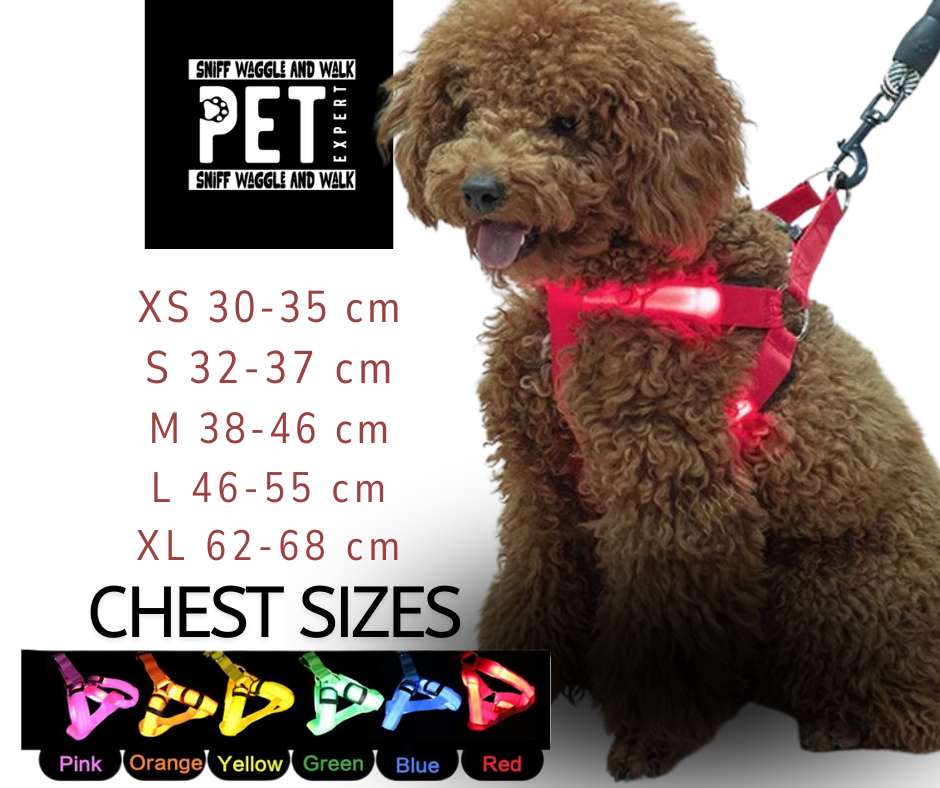 best dog led harness