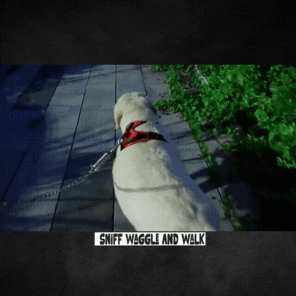 Luminara Nocturne™ NightShield Vest
Rechargeable Illuminated No-Pull Dog Vest — Adjustable • Breathable • Safety LED Modes