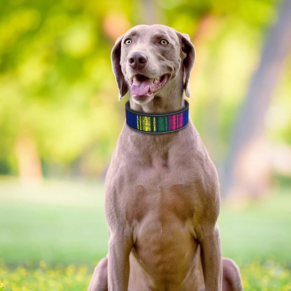 Dog wearing a colorful collar in a park setting