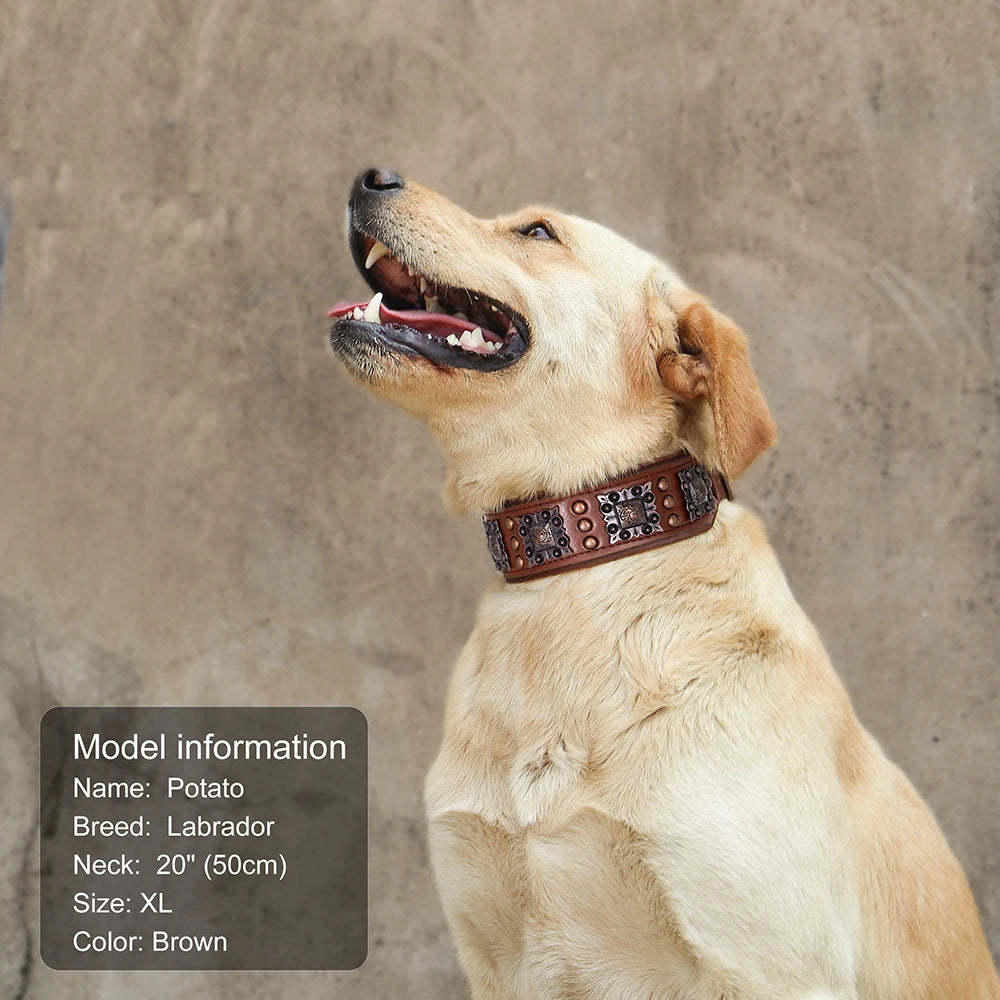 Dog wearing a brown leather collar with model information displayed.
