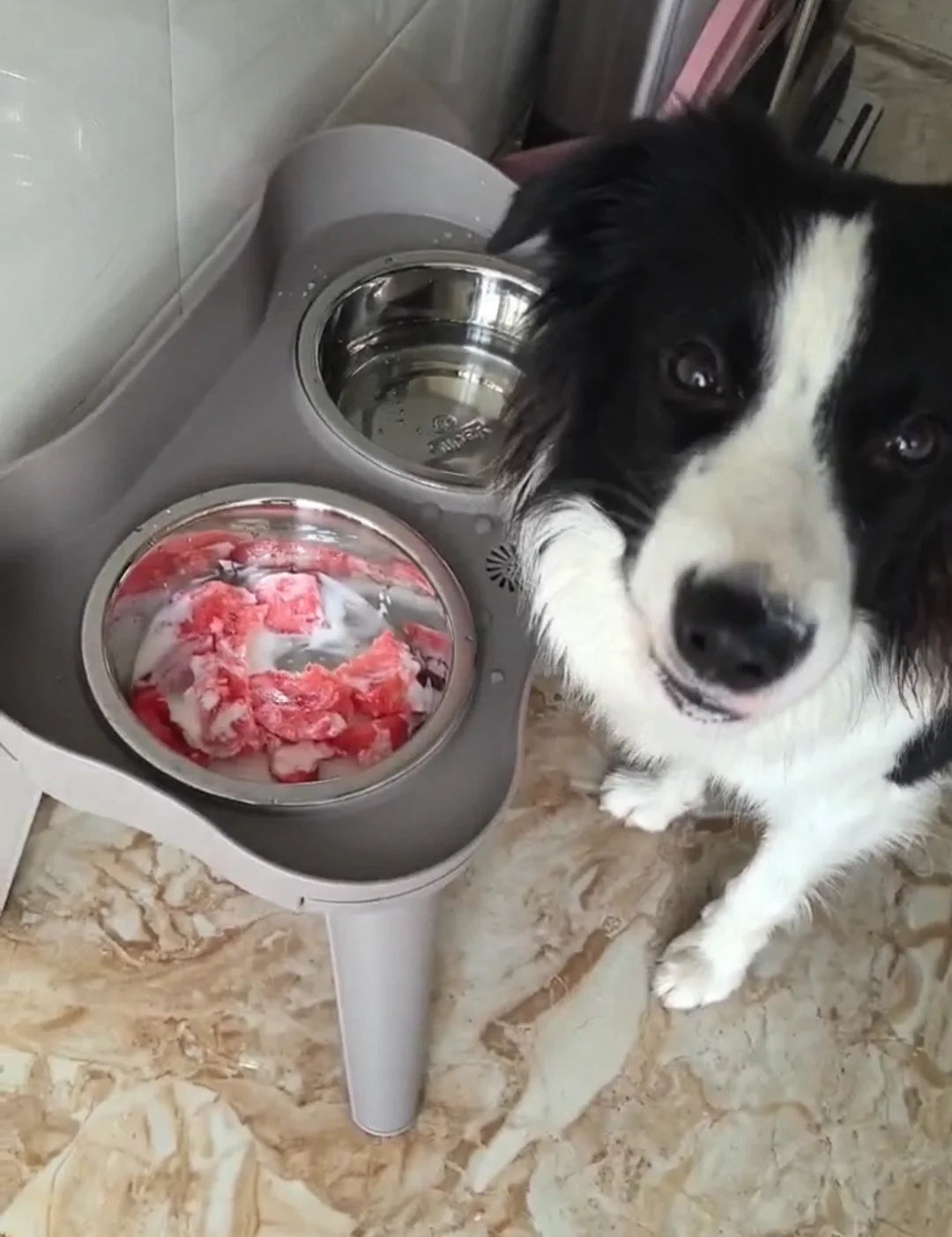pet bowl dog and cat bowl holder