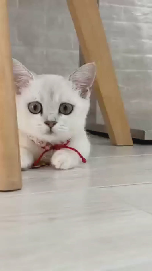 PurrChase™ Smart Motion Cat Toy – Interactive Light Ball with Auto Movement, Sounds & Rechargeable Fun