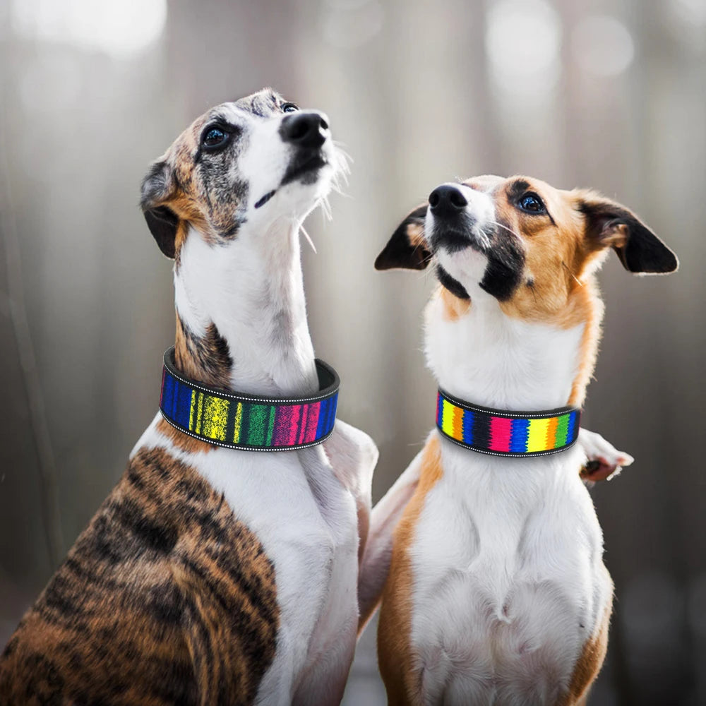 Two dogs wearing rainbow collars against a blurred background
