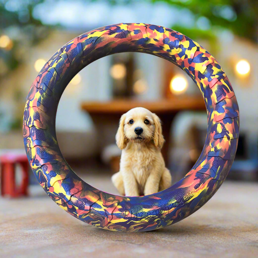 multi coloured dog toy ring Ring Puller Resistant Toy. - Sniff Waggle And Walk