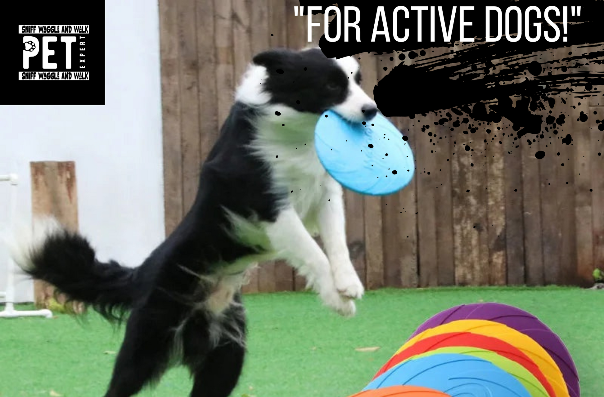 dog frisby tough best flight