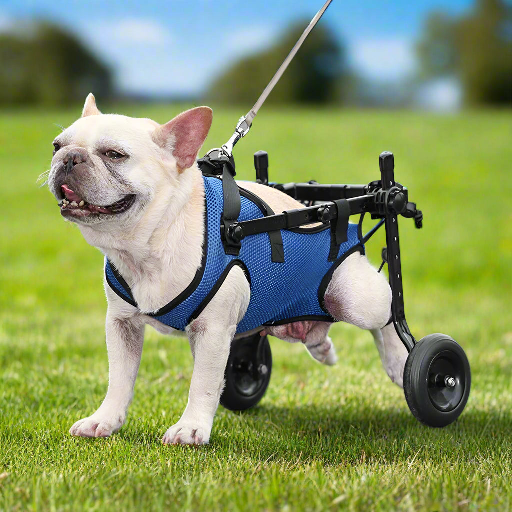 the best disabled dog Wheelchair. - Sniff Waggle And Walk