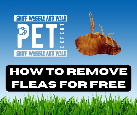 Removing Dog and Cat Fleas at Home for Free