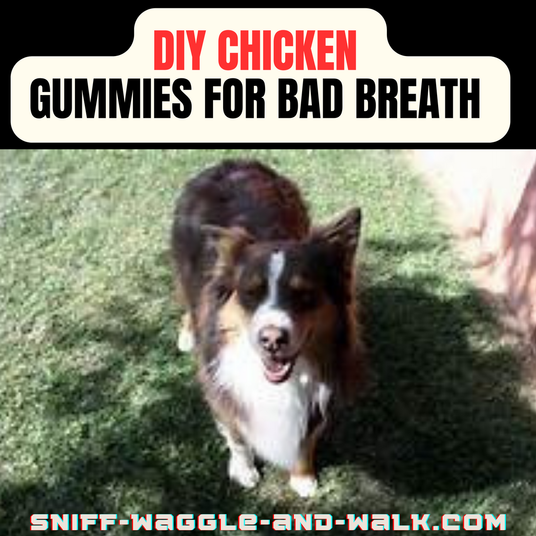 DIY chicken Gummies A Treat to Make Their Tail Wag and Their Breath Fresh!