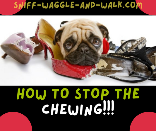 "Chew On This: How to Stop Your Dog from Turning Your Shoes into Snacks"