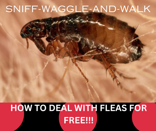Fleas: The Uninvited Guests and How to Kick 'Em Out!