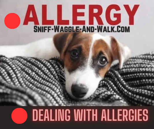 A Guide to Tackling Dog Allergies (Without Losing Your Bark!)