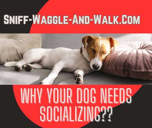 Unleashing the Socialite: Why Your Dog Needs a Paw-ty Circle & How to Make It Happen!