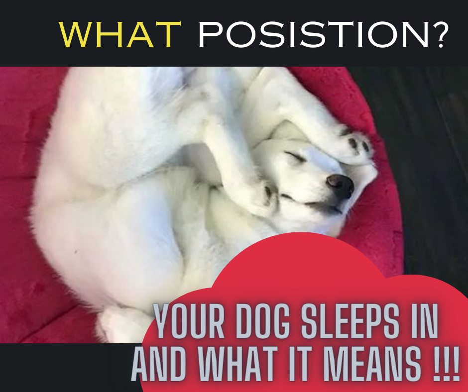 Understanding Your Dog's Sleep: Exploring the Top 10 Sleeping Positions and Their Meanings.