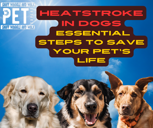 What to Do If a Dog Gets Heatstroke!!!