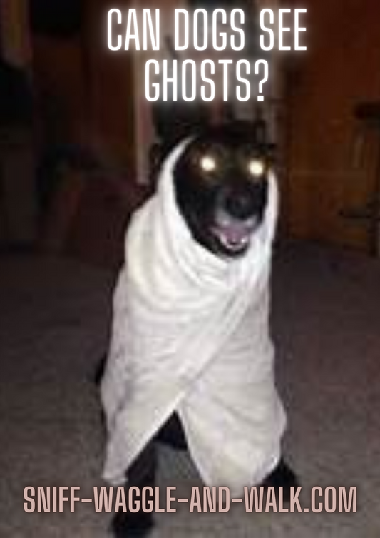 Ghostbarkers: Unraveling the Mystery of Dogs and the Paranormal.