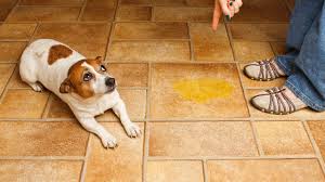DIY Carpet Cleaning: How to Tackle Dog Messes at Home.