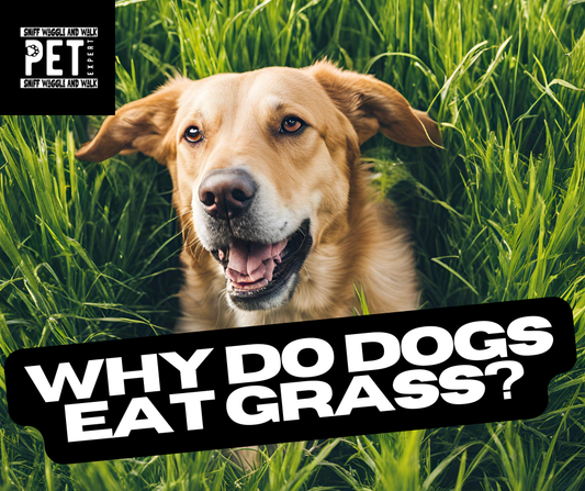 WHY DO DOGS EAT GRASS