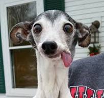 Top 5 Must-Know Dog Training Tips for New Pet Parents.