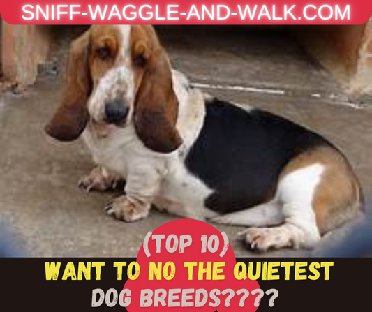 Unveiling the Top 10 Quietest Dog Breeds (Shhh... It's a Secret!)
