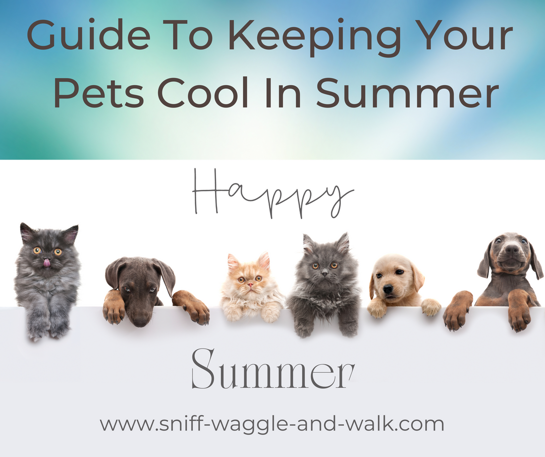 GUIDE TO KEEPING YOUR PETS COOL IN SUMMER