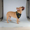 Gold Stars-Pet Bandana-Sniffwaggleandwalk™